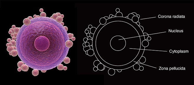 Egg cell diagramme