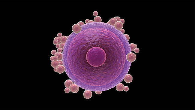 Human egg cell illustration