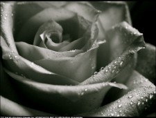 Rose, © Sarah Klockars-Clauser (Wallingford, PA)